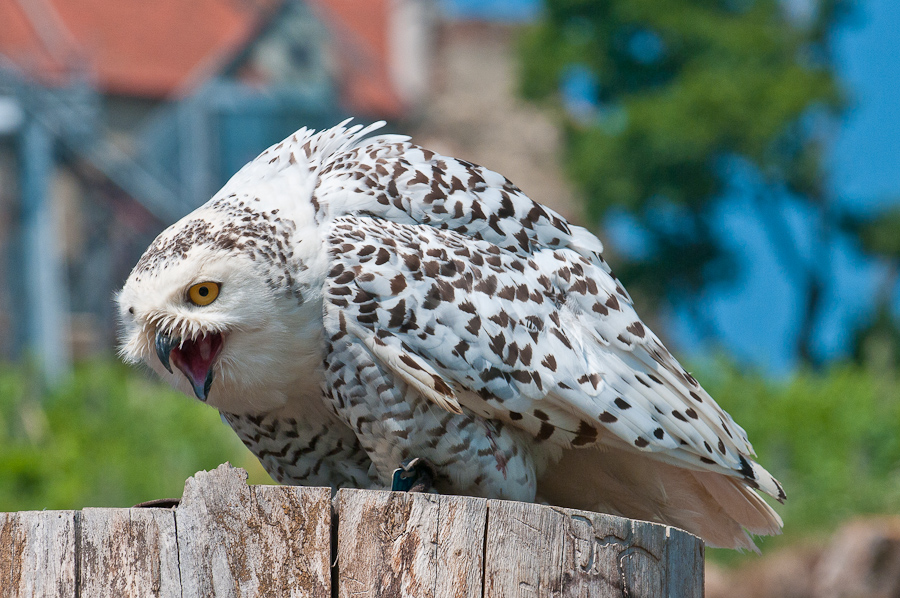 Greifvogelschau auf der Riegersburg 8