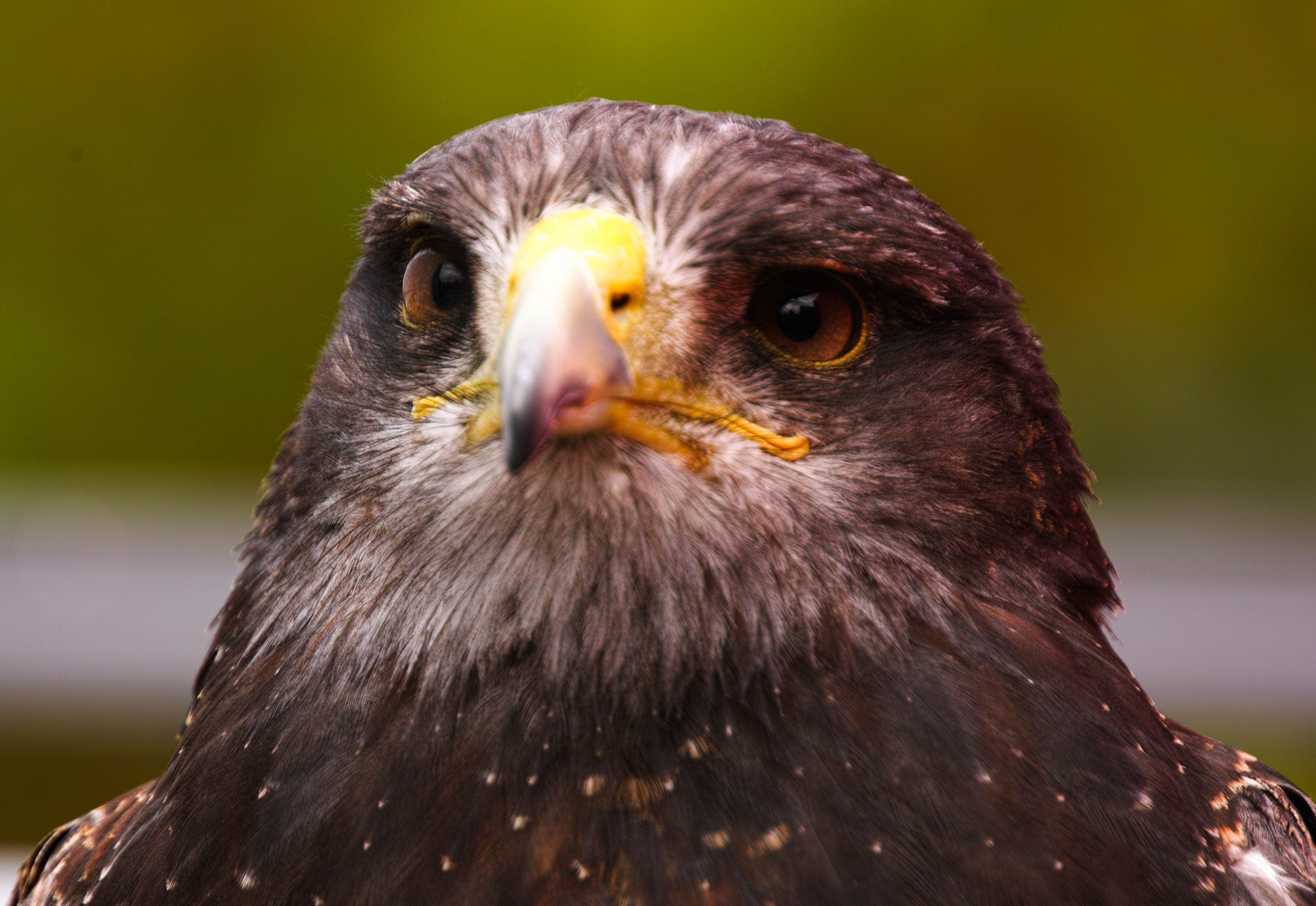 Greifvogelschau auf Photokina 2014 11