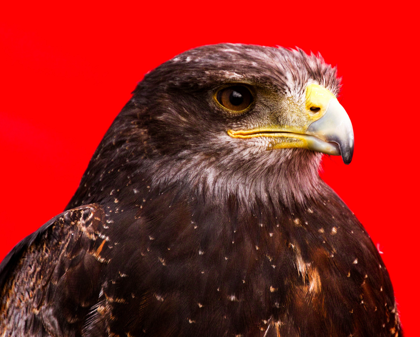 Greifvogelschau auf Photokina 2014 13