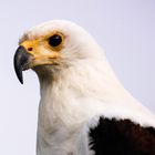 Greifvogelschau auf Photokina 2014 2