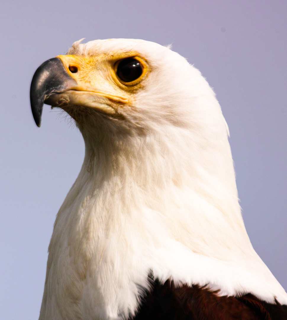 Greifvogelschau auf Photokina 2014 4