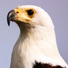 Greifvogelschau auf Photokina 2014 4