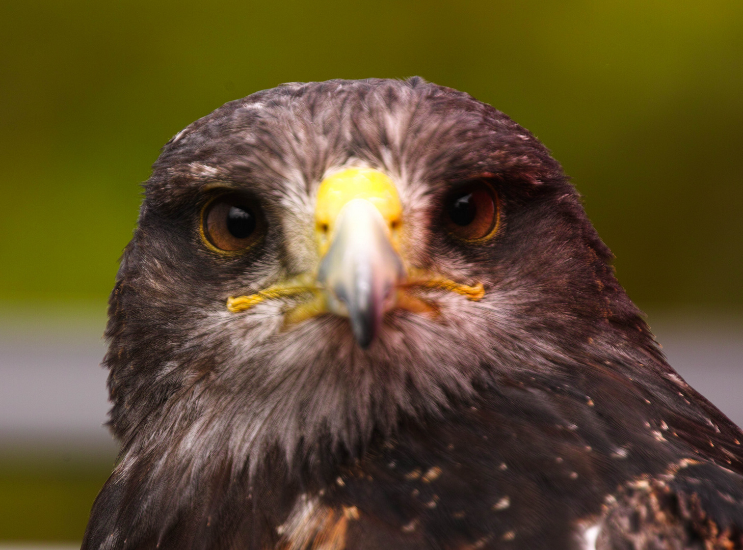 Greifvogelschau auf Photokina 2014 8