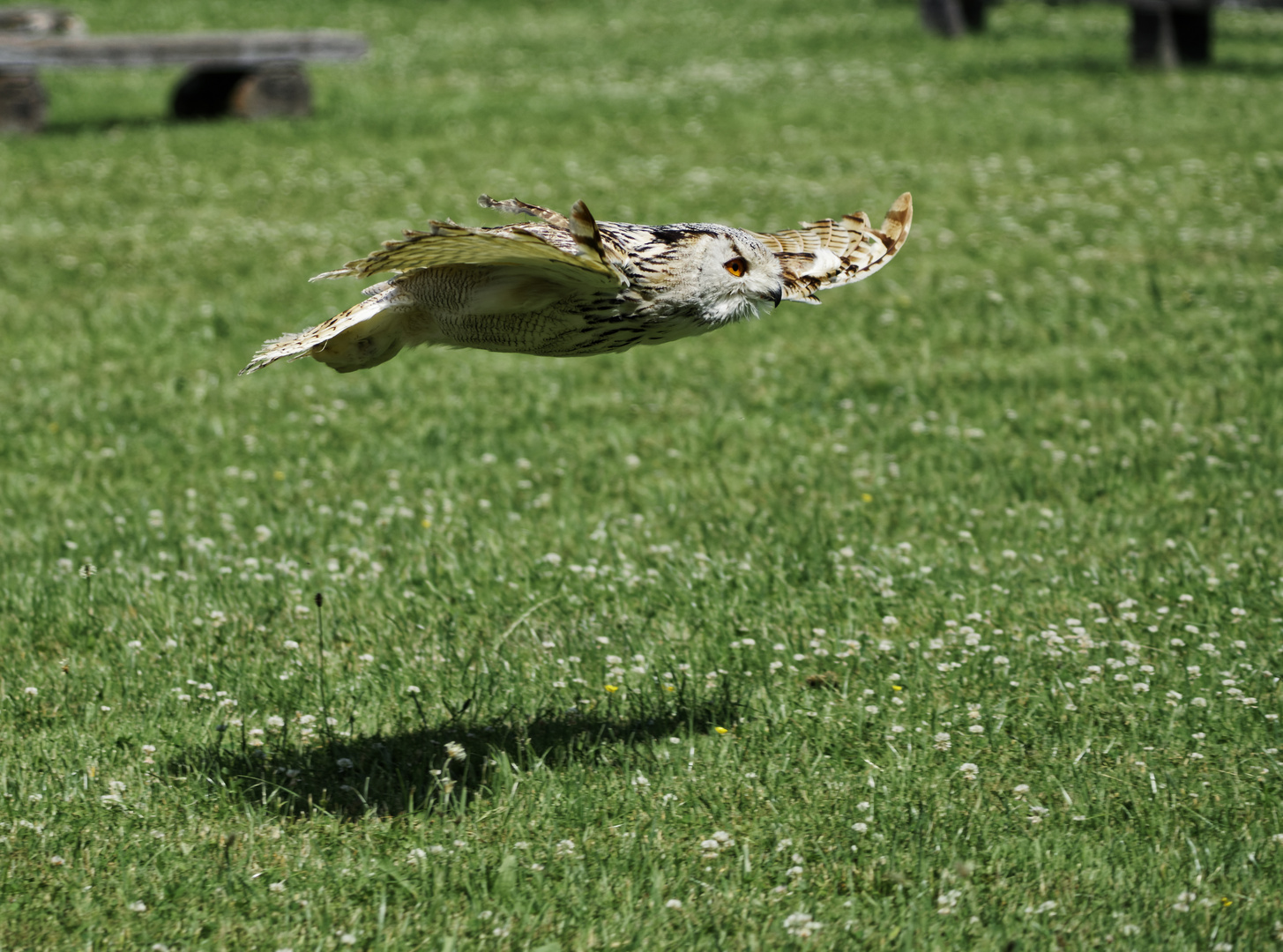 Greifvogelschau