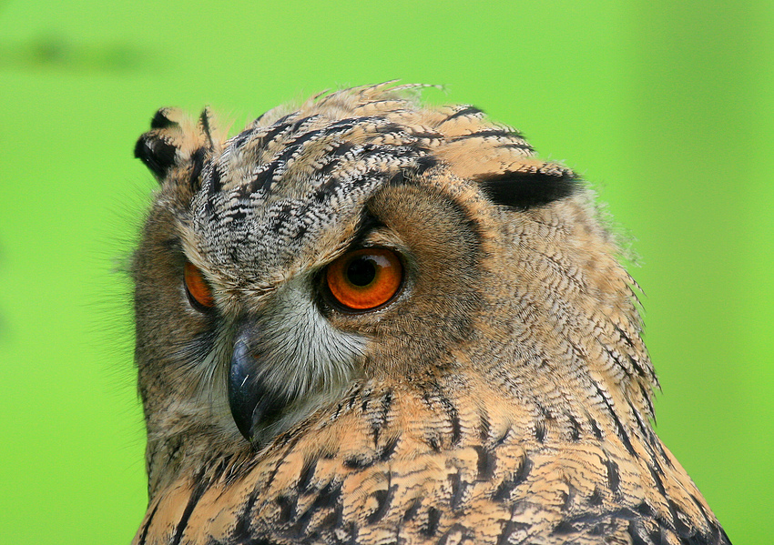 Greifvogelschau Gruga