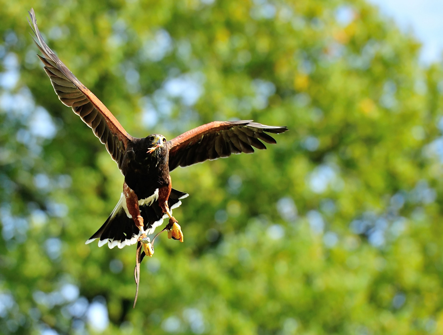 Greifvogelschau II