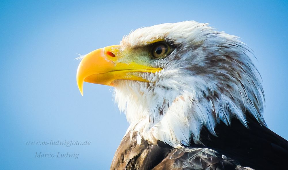 Greifvogelschau mit Nikon 1 j1