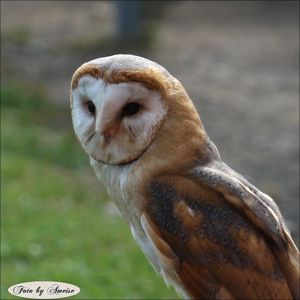 Greifvogelschau Wildpark im Kellerwald