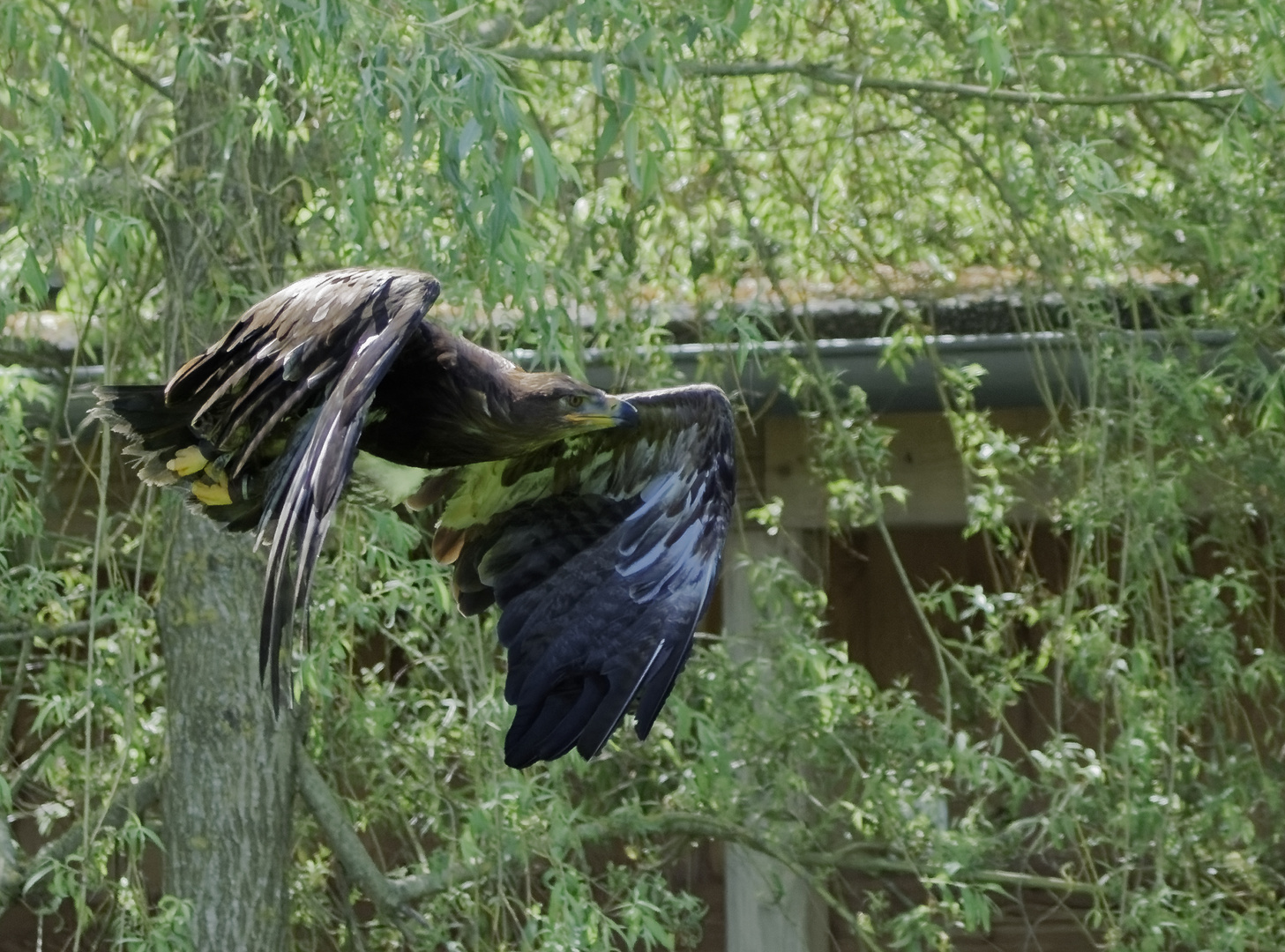 Greifvogelschau Wildpark Poing