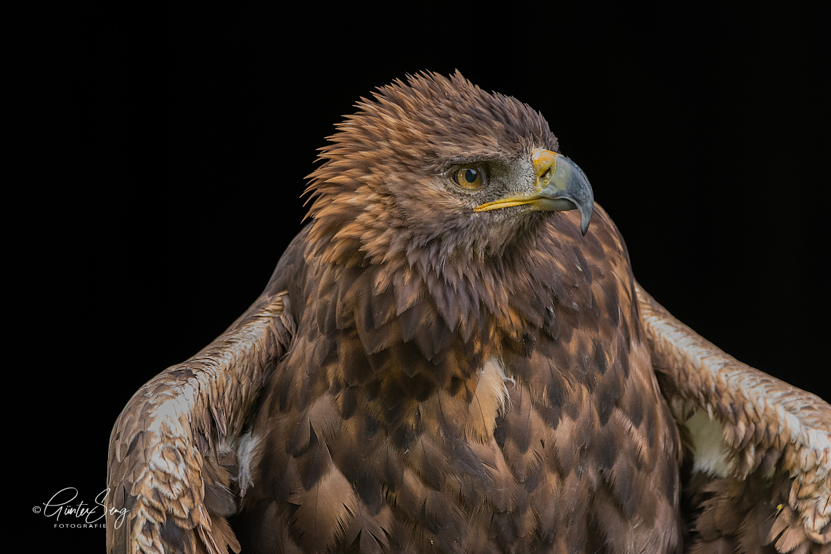 Greifvogelshooting , Steinadler