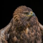 Greifvogelshooting , Steinadler