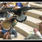 Greifvogelshow auf Lanzarote