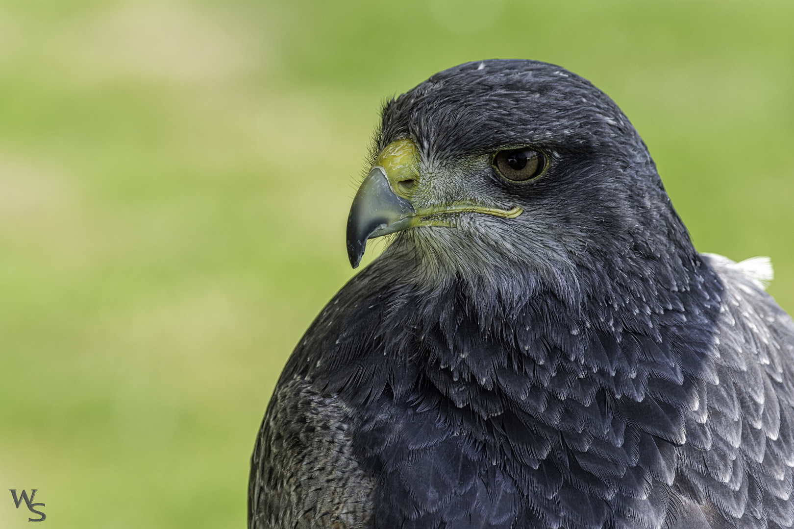 Greifvogelshow bei den British Flair Days