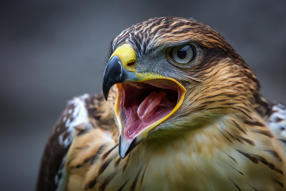 Greifvogelshow Burg Hohen Werfen #001