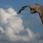 Greifvogelshow Burg Hohen Werfen #002