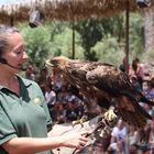 Greifvogelshow im Oasis Park Fuerteventura