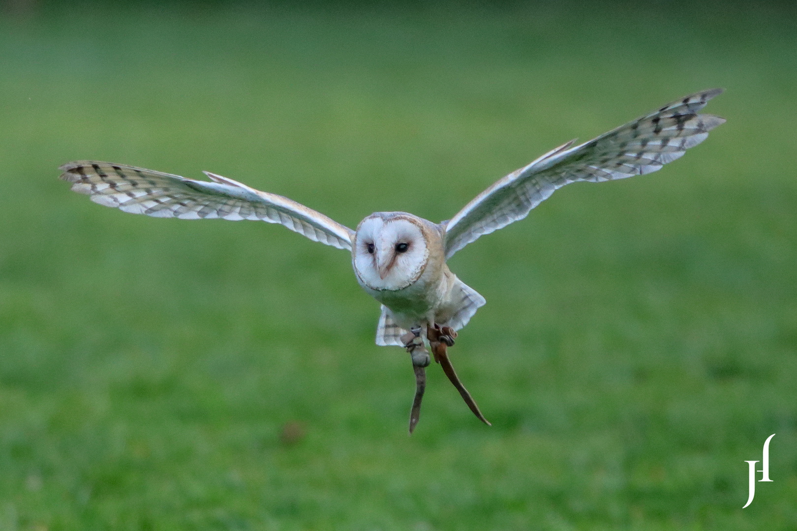 Greifvogelshow im Wildpark Poing