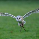 Greifvogelshow im Wildpark Poing