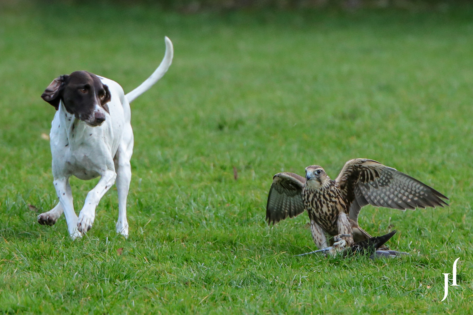 Greifvogelshow im Wildpark Poing