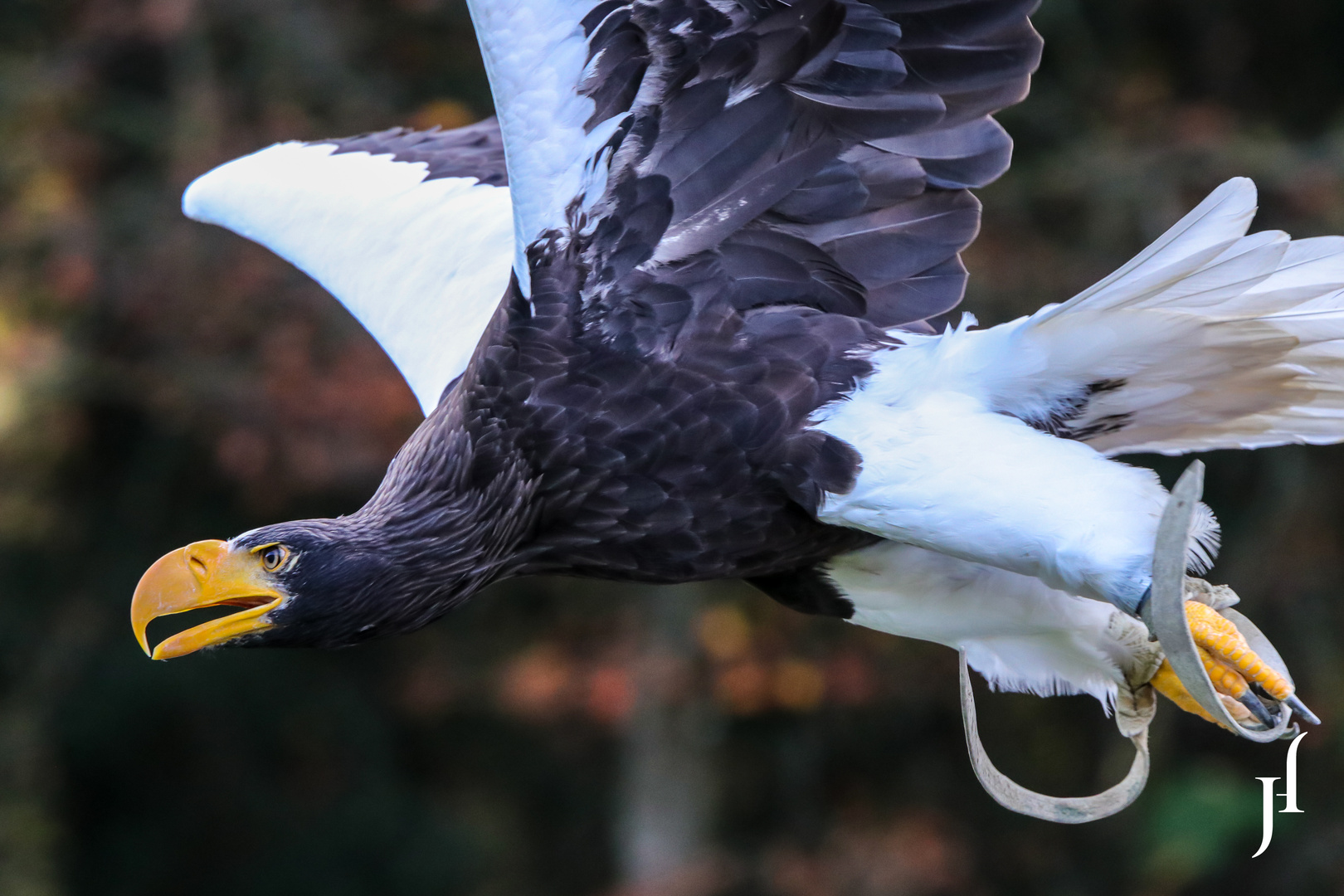 Greifvogelshow im Wildpark Poing