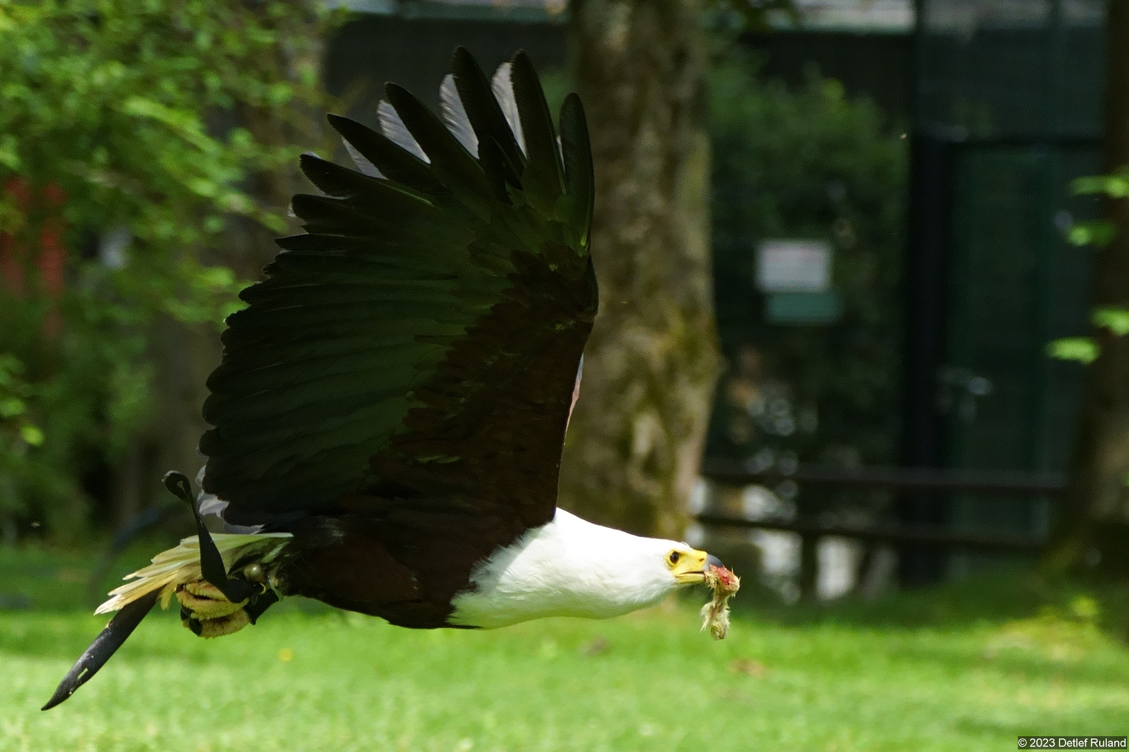 Greifvogelvorführung in Hellenthal # 3