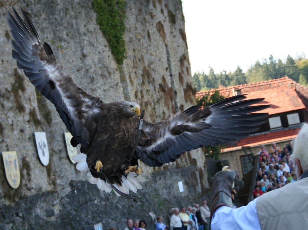 Greifvogelwarte auf der Burg Guttenberg