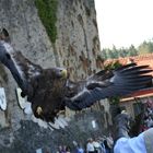 Greifvogelwarte auf der Burg Guttenberg