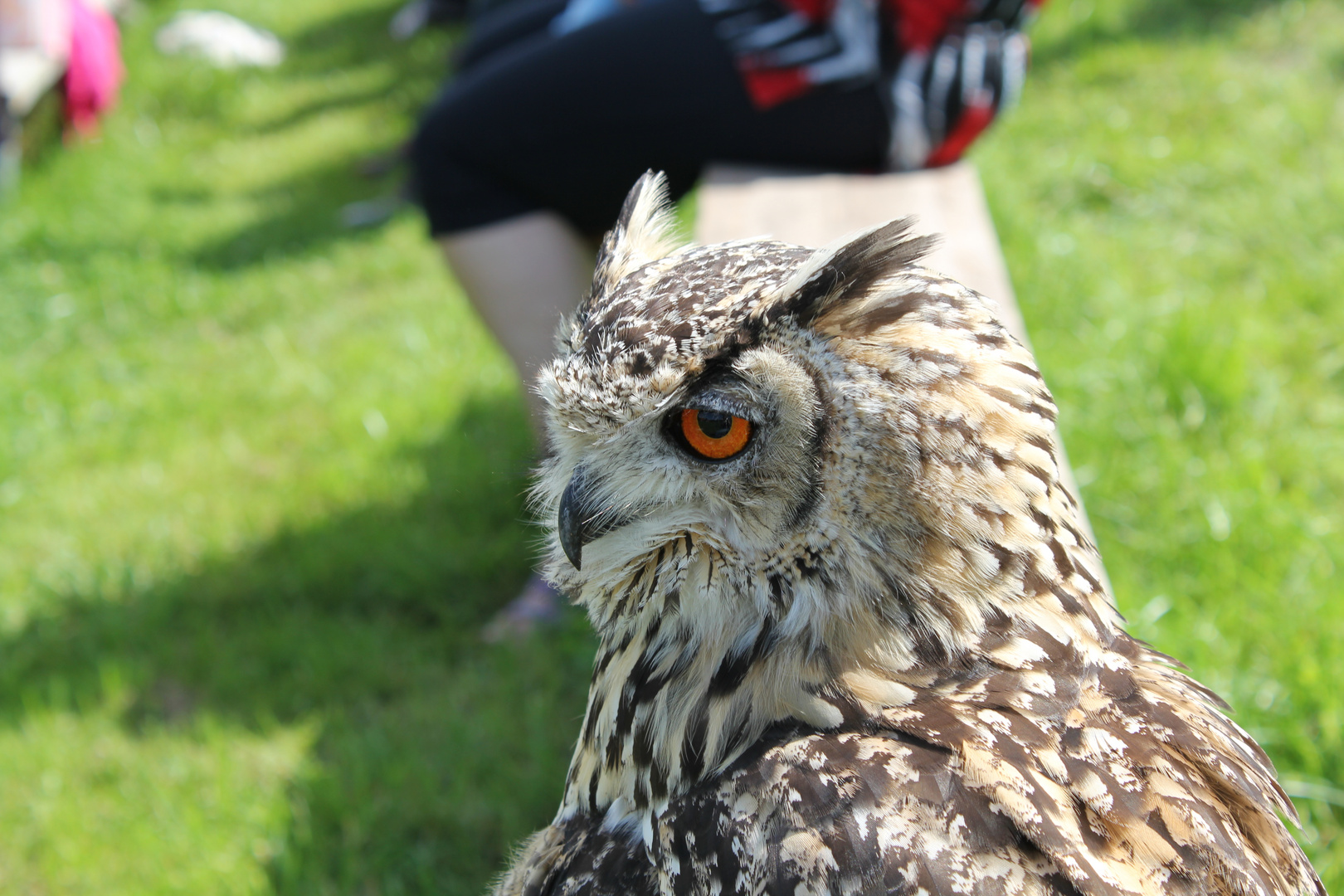 Greifvogelwarte Feldatal