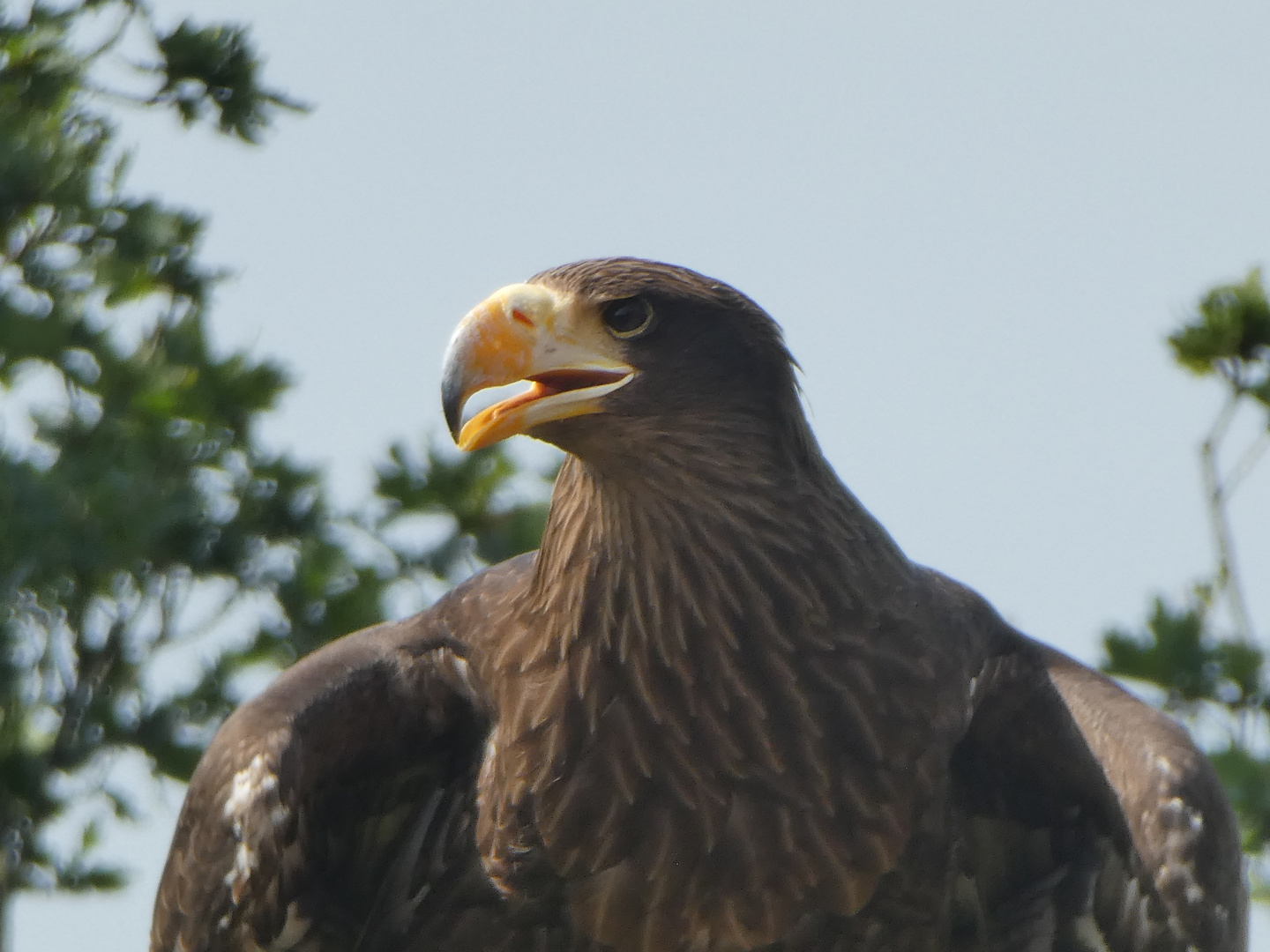 Greifvogelwarte Greifenstein 22.08 (404)