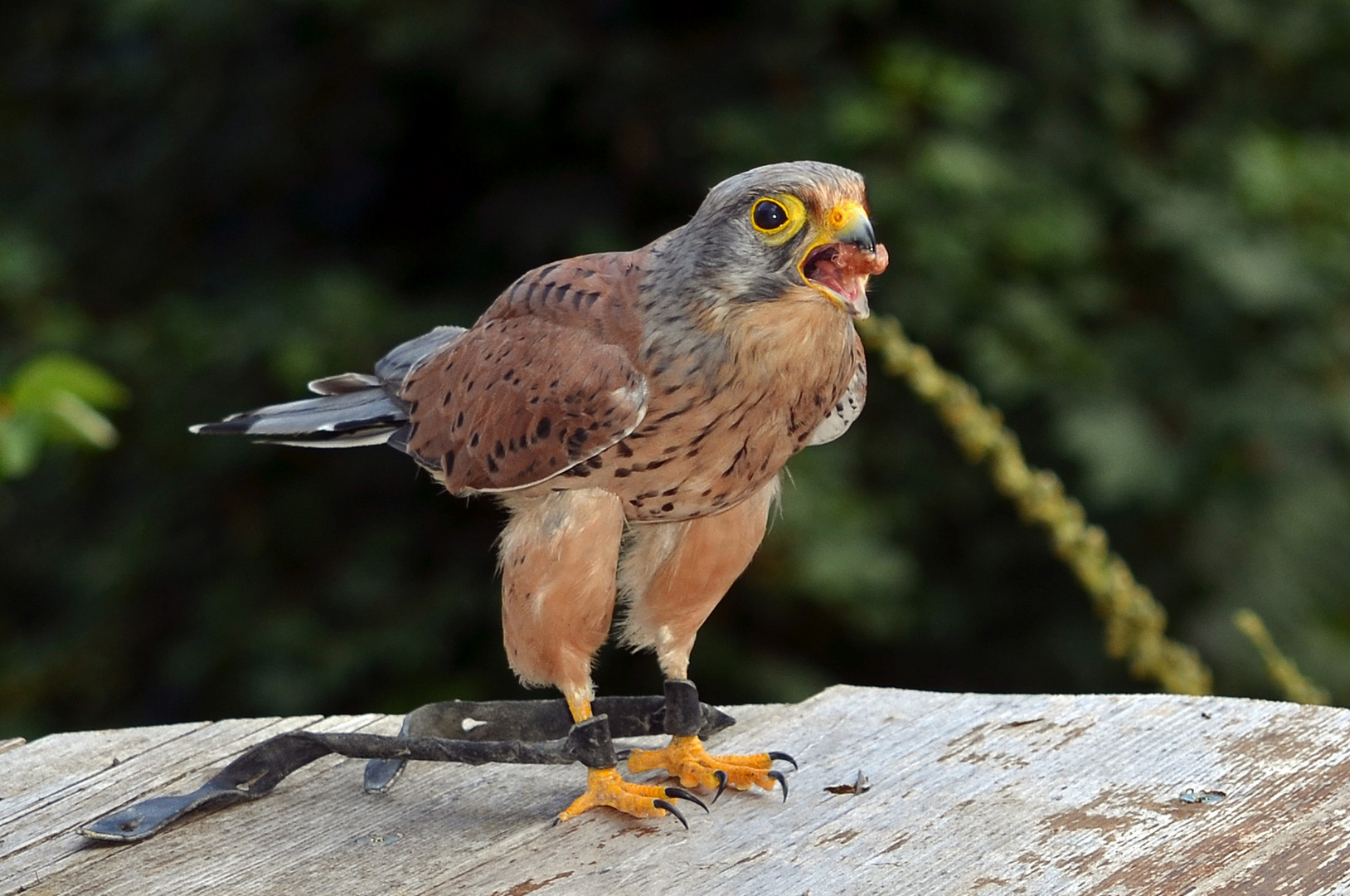 Greifvogelwarte Telfes T.