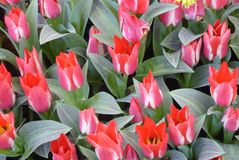 Greigli Tulpen