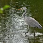 Greireiher im Niedrigwasser der Wertach