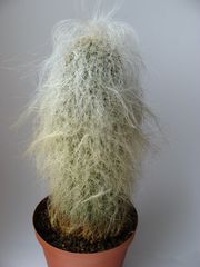 Greisenhaupt (Cephalocereus senilis)