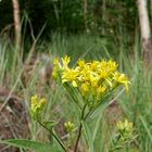 Greiskraut* am Rand eines Kahlschlages im Arnsberger Wald