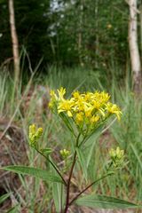 Greiskraut* am Rand eines Kahlschlages im Arnsberger Wald