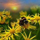 Greiskraut mit Hummel