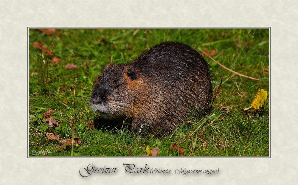 Greizer Park 23 - Nutria