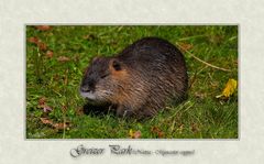 Greizer Park 23 - Nutria