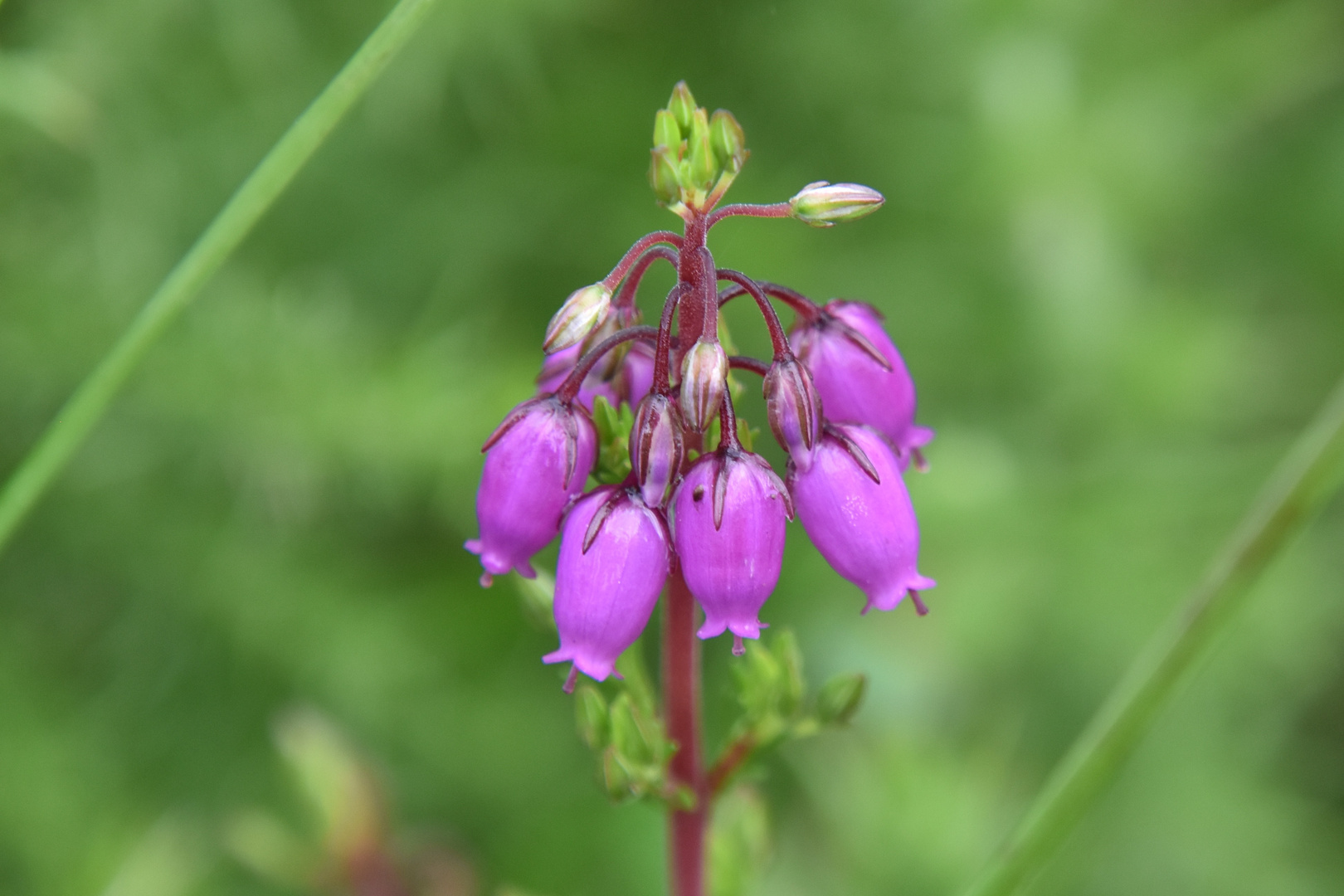 Grelots mauves sur fond vert