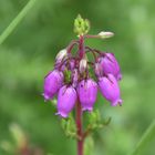 Grelots mauves sur fond vert