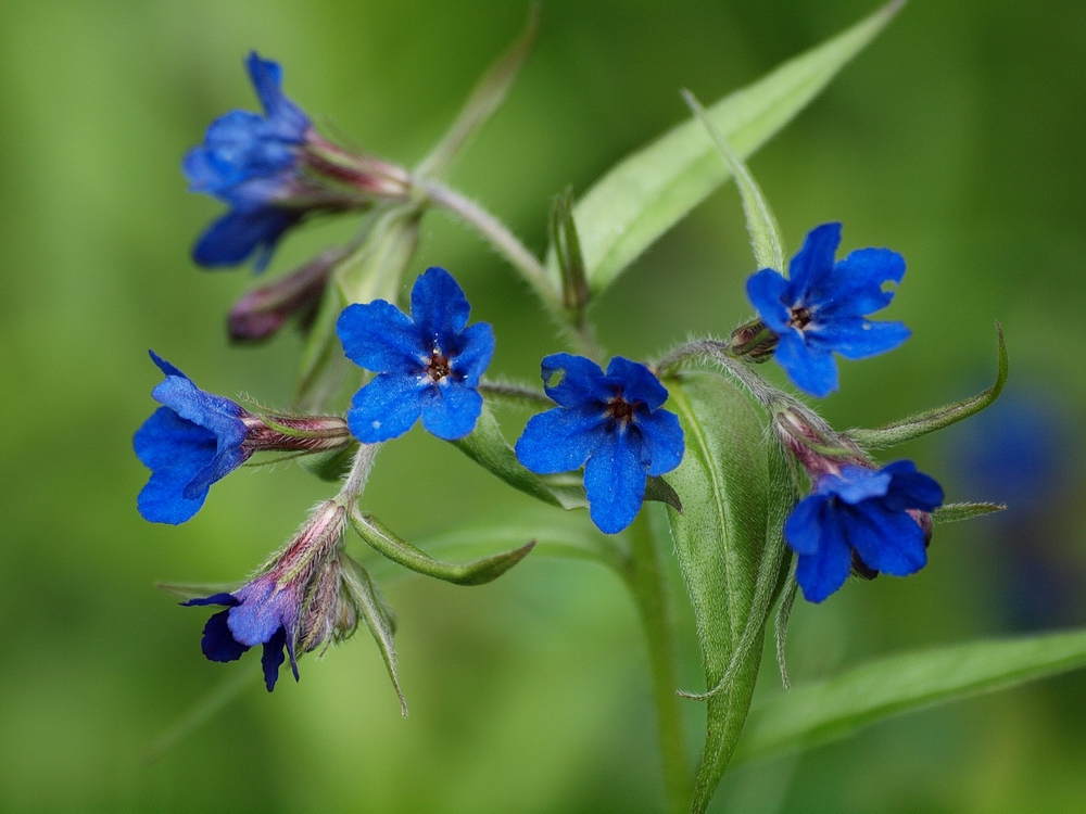 Grémil pourpre-bleu