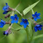 Grémil pourpre-bleu