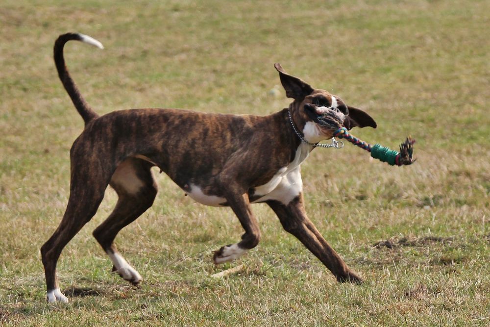 Gremlin oder Boxer?