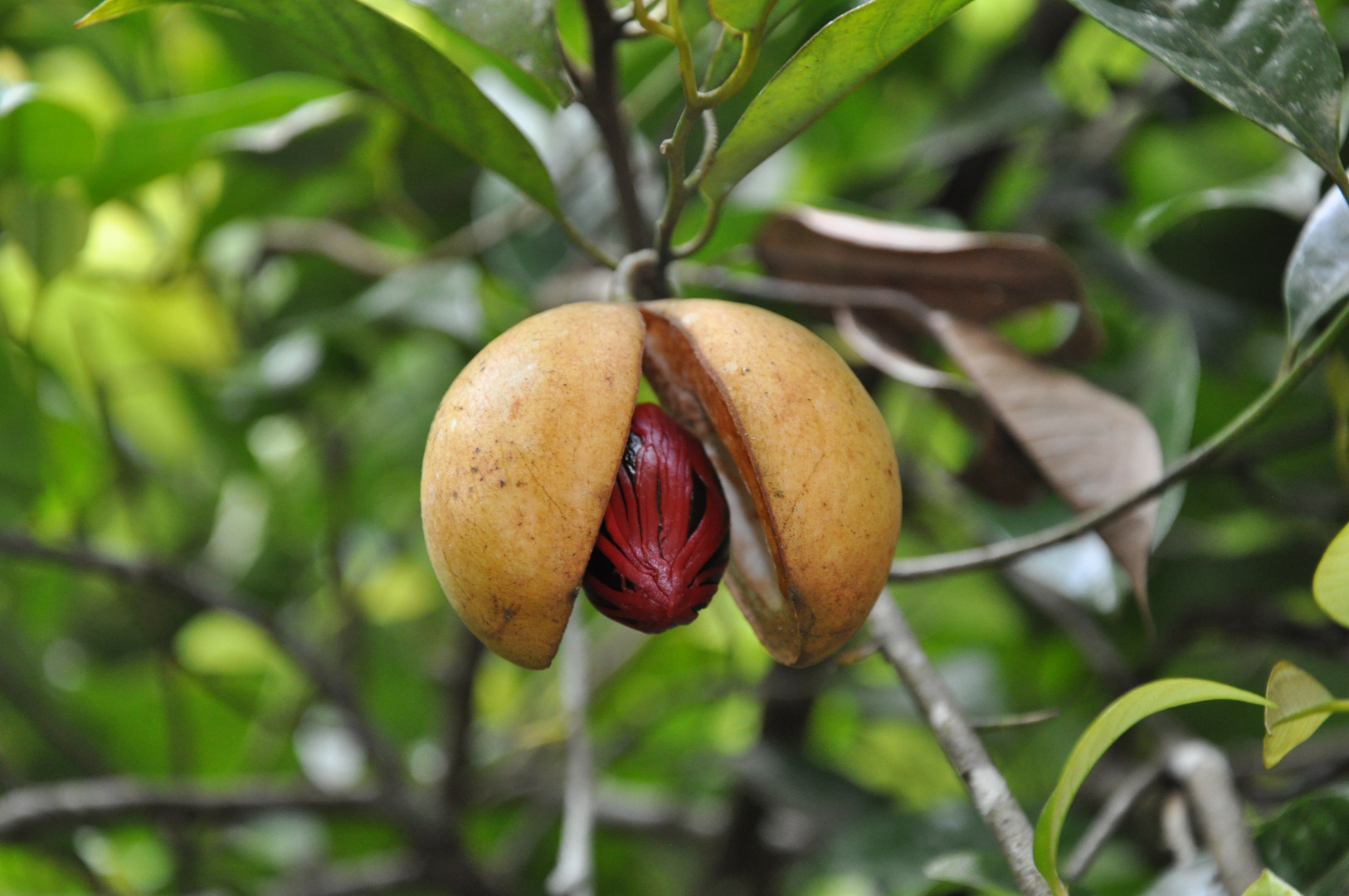 Grenada Muskat