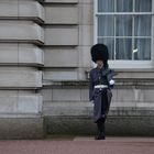 Grenadier Buckingham Palace