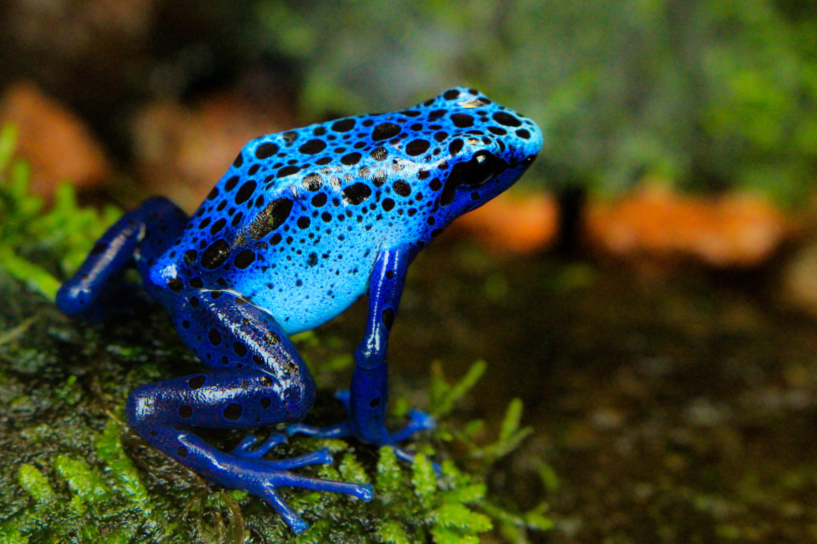 Grenouille photo et image animaux, zoo et animaux en captivité