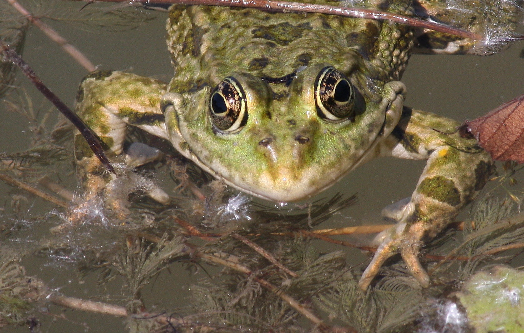 Grenouille