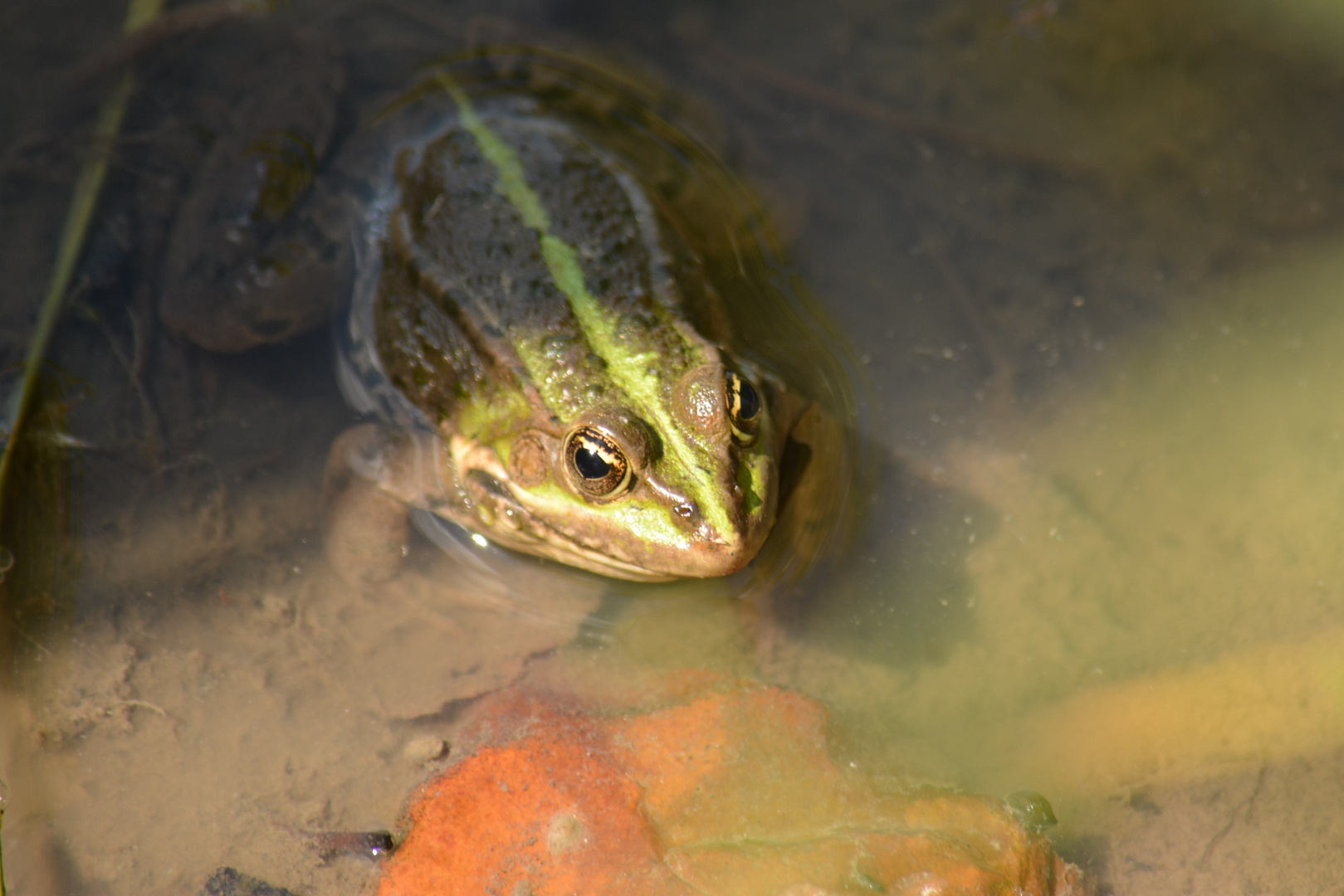 Grenouille