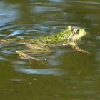 grenouille 1