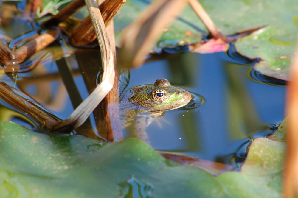 grenouille